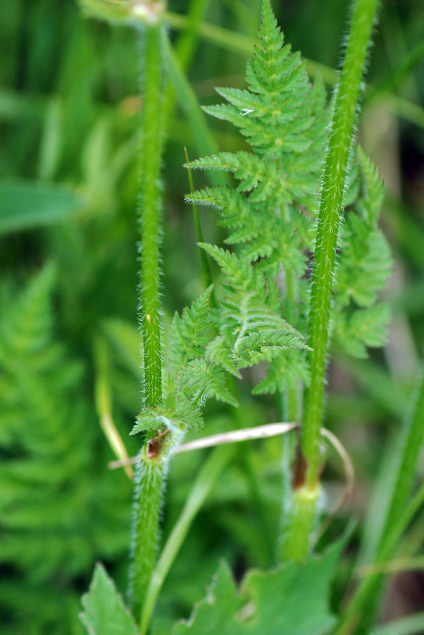 Chaerophyllum sp.